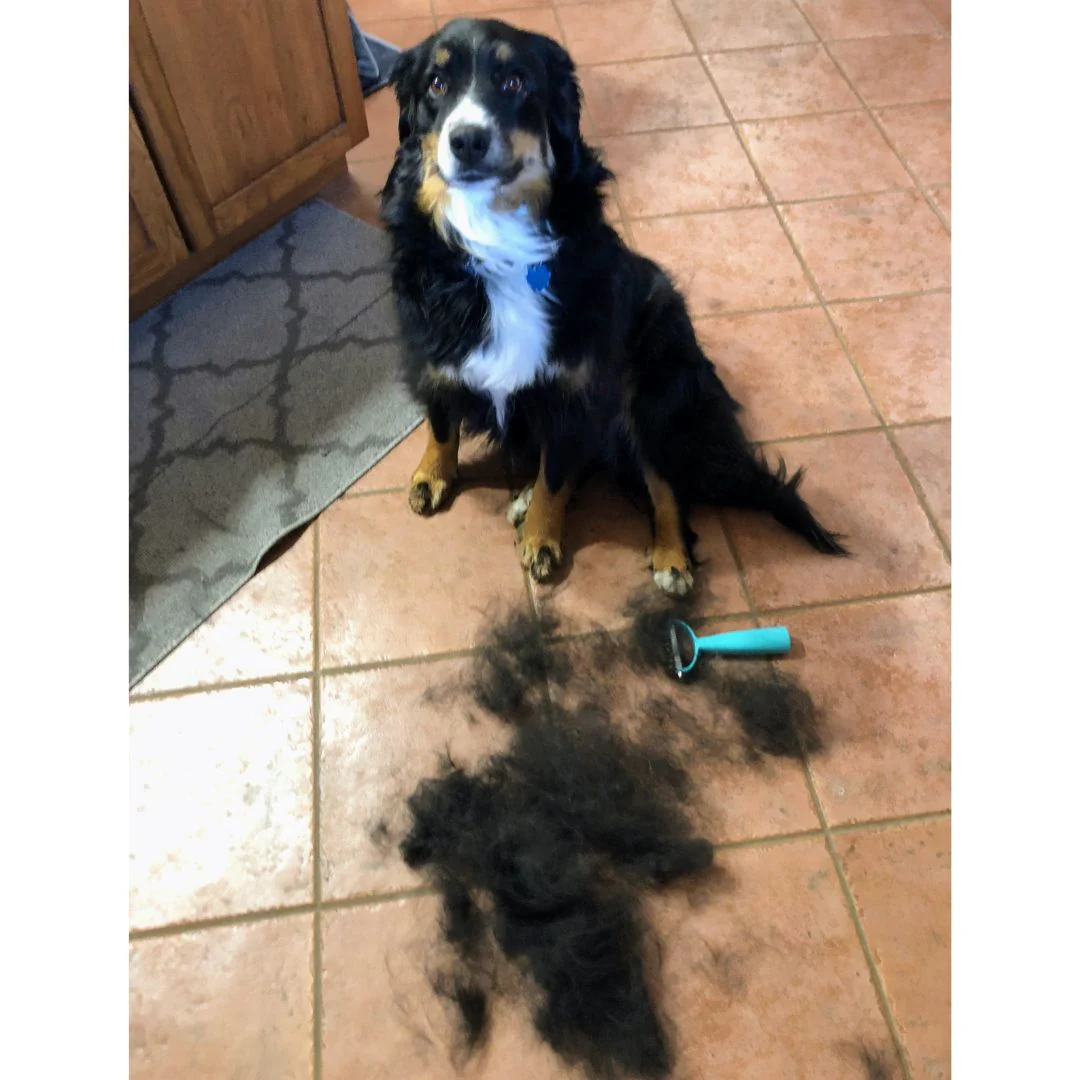 Uproot Cat and Dog Brush - Image 3